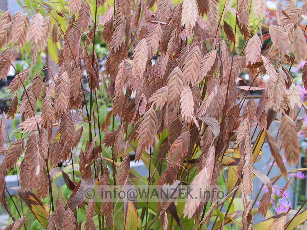 Chasmanthium latifolium 04 Samenstaende Herbst.JPG